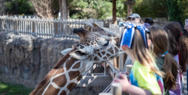 Students feeding giraffes at a zoo